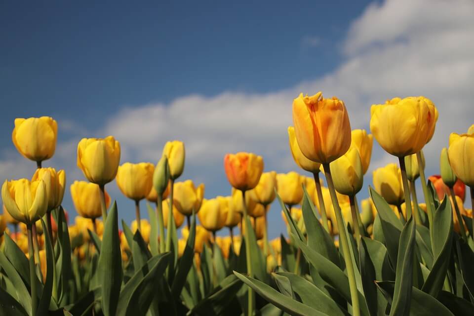 Bolla dei tulipani