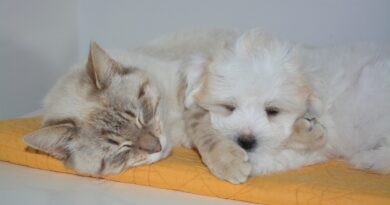 Assicurazione animali domestici