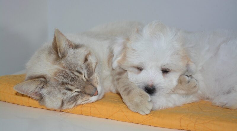 Assicurazione animali domestici